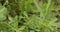 A grasshopper sits on a blade of grass during a strong wind