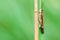 Grasshopper sits on a branch