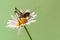 a grasshopper sits on a daisy and heats up in the early morning