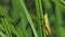 The grasshopper sits on a meadow grass