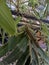 Grasshopper sitting on bamboo branches against a green background