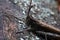 Grasshopper sitting on a bark, macro photo