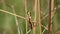 Grasshopper sitting on a blade of grass