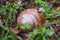 Grasshopper Sitting on a Brown Snail in the Woods