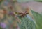 Grasshopper Sitting on a Chewed Leaf