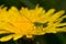 Grasshopper sitting on dandelion