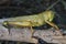 A Grasshopper Sitting On A Dead Twig