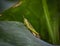 Grasshopper sitting on the edge of a lotus leaf