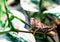 Grasshopper Sitting on an Ivy Stem