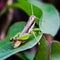 the grasshopper is sitting on the leaf