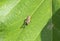 Grasshopper sitting on Teak Tree Green Leaf  in the Forest