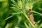 Grasshopper sitting on a young thistle