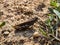 grasshopper on soil in dry summer