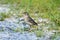 Grasshopper Sparrow