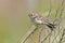 Grasshopper Sparrow