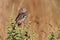 Grasshopper Sparrow (Ammodramus savannarum)