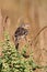 Grasshopper Sparrow (Ammodramus savannarum) on a perch