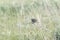 Grasshopper Sparrow Ammodramus savannarum Perched on Dried Grass in a Grassland Meadow Colorado