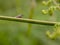 Grasshopper standing on an eagle fern branch