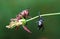 Grasshopper standing on Flower, Costa Rica