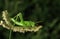 Grasshopper standing on Plant, Kenya