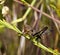 Grasshopper on a Stem