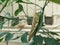 grasshopper stuck to green leaf, vertical style, defocused background