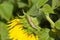 A grasshopper on sunflower plant.