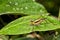 Grasshopper, Tanjung Puting National Park, Borneo