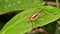 Grasshopper, Tanjung Puting National Park, Indonesia