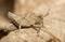 Grasshopper Tetrix undulata on leaf in Czech Republic