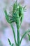 Grasshopper Tettigonia caudata on a plant