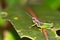 Grasshopper, Tropical Rainforest, Marino Ballena National Park, Costa Rica