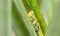 Grasshopper Valanga nigricornis
