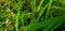Grasshopper valanga on weed leaves