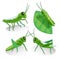 Grasshopper vector character design