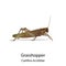 Grasshopper vector on white background