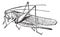 Grasshopper vintage engraving