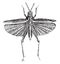 Grasshopper, vintage engraving