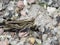 grasshopper walking on stone floor