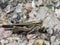 grasshopper walking on stone floor