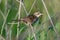 Grasshopper Warbler Locustella naevia