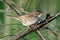 Grasshopper Warbler Locustella naevia