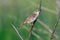 Grasshopper Warbler Locustella naevia