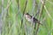 Grasshopper Warbler Locustella naevia