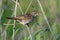 Grasshopper Warbler Locustella naevia