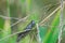 Grasshopper on a weed stem.