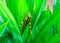 Grasshopper on wet leaf with waterdrops