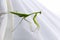 Grasshopper on white background. Life of a Giant Green Praying Mantis, it is predatory insect species inhabiting grasslands