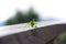 Grasshopper on a wooden railing